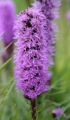 Liatris Spicata 'Kobold' 6 Liatris Spicata 'Kobold' -Cheap Plants Store pl0000003153 card3 lg
