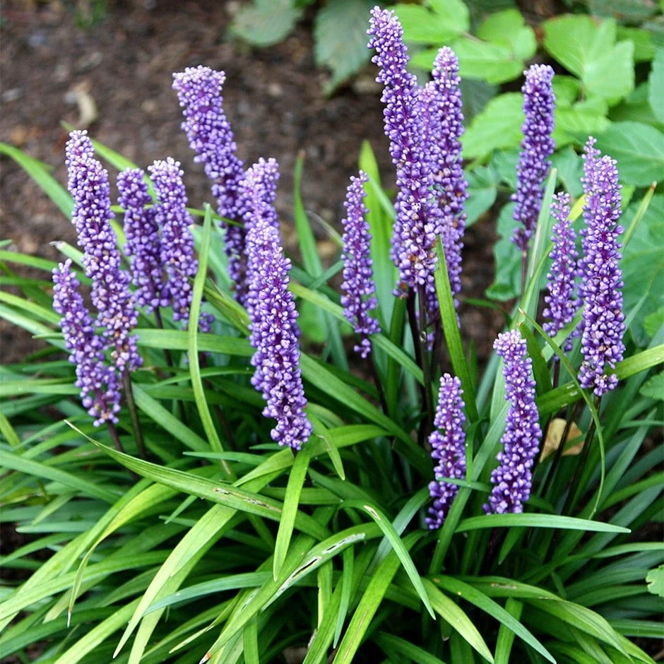 Liriope Muscari 1 Liriope Muscari