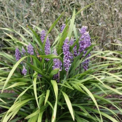 Liriope Muscari 7 Liriope Muscari -Cheap Plants Store pl0000003173 card3 lg
