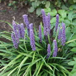 Liriope Muscari 9 Liriope Muscari -Cheap Plants Store pl0000003173 card6 lg