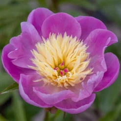 Paeonia Lactiflora 'Bowl Of Beauty'