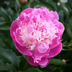 Paeonia Lactiflora 'Bowl Of Beauty' -Cheap Plants Store pl0000003290 card3 lg