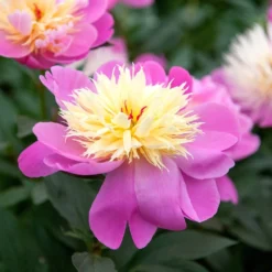 Paeonia Lactiflora 'Bowl Of Beauty' -Cheap Plants Store pl0000003290 card4 lg