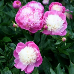 Paeonia Lactiflora 'Bowl Of Beauty' -Cheap Plants Store pl0000003290 card5 lg