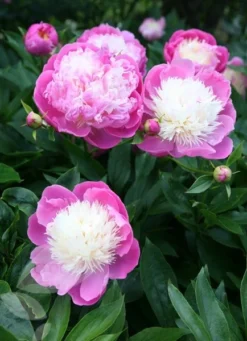 Paeonia Lactiflora 'Bowl Of Beauty' -Cheap Plants Store pl0000003290 card6 lg