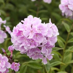 Phlox Paniculata 'Franz Schubert' -Cheap Plants Store pl0000003413 card3 lg