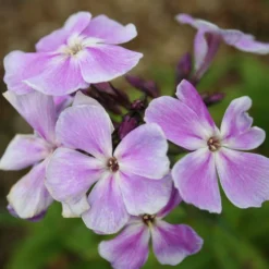 Phlox Paniculata 'Franz Schubert' -Cheap Plants Store pl0000003413 card4 lg