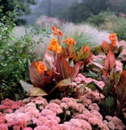 Hylotelephium 'Matrona' -Cheap Plants Store pl0000003599 card3 lg