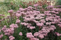 Hylotelephium 'Matrona' -Cheap Plants Store pl0000003599 card4 lg