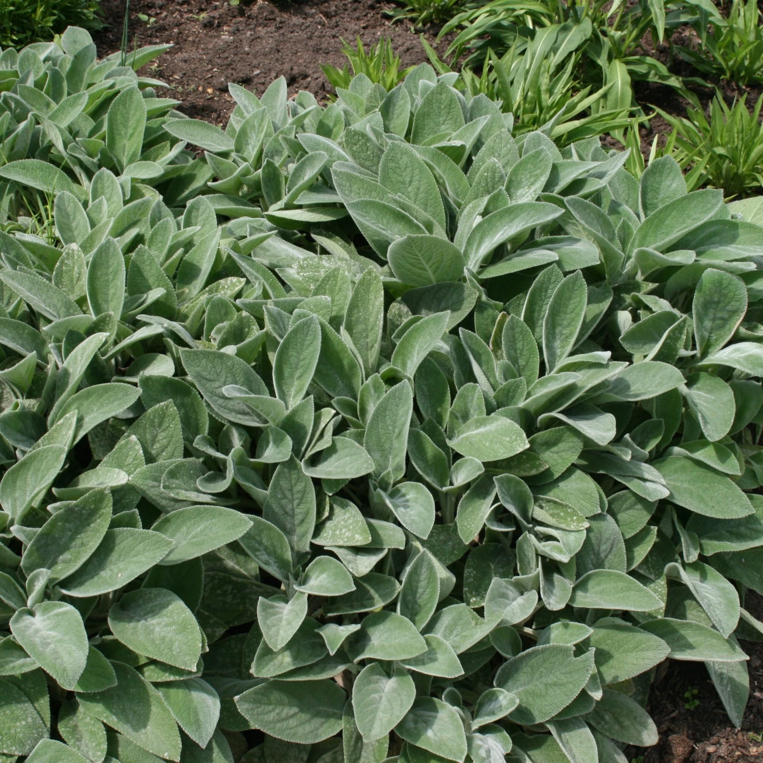 Stachys Byzantina 'Big Ears' 2 Stachys Byzantina 'Big Ears' - Image 2