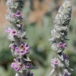 Stachys Byzantina 'Big Ears' 6 Stachys Byzantina 'Big Ears' -Cheap Plants Store pl0000003619 card3 lg
