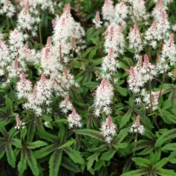 Tiarella 'Spring Symphony' (PBR)