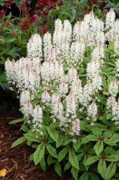 Tiarella 'Spring Symphony' (PBR) 7 Tiarella 'Spring Symphony' (PBR) -Cheap Plants Store pl0000003654 card4 lg