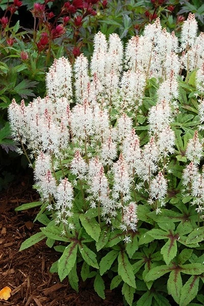 Tiarella 'Spring Symphony' (PBR) 4 Tiarella 'Spring Symphony' (PBR) - Image 4