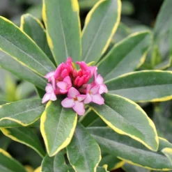 Daphne Odora 'Aureomarginata' -Cheap Plants Store pl0000003751 card3 lg