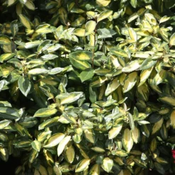 Elaeagnus × Submacrophylla 'Limelight' -Cheap Plants Store pl0000003775 card3 lg