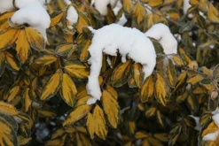 Elaeagnus × Submacrophylla 'Limelight' -Cheap Plants Store pl0000003775 card4 lg