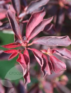 Enkianthus Campanulatus -Cheap Plants Store pl0000003778 card4 lg