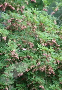 Enkianthus Campanulatus -Cheap Plants Store pl0000003778 card6 lg