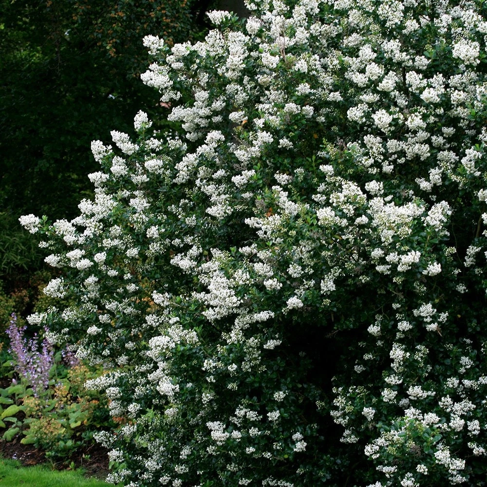 Escallonia 'Iveyi' 2 Escallonia 'Iveyi' - Image 2