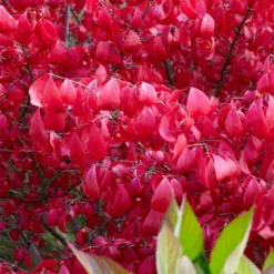 Euonymus Alatus -Cheap Plants Store pl0000003811 card3 lg