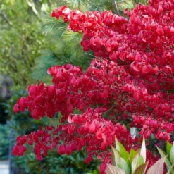 Euonymus Alatus -Cheap Plants Store pl0000003811 card4 lg