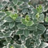 Euonymus Fortunei 'Emerald Gaiety'