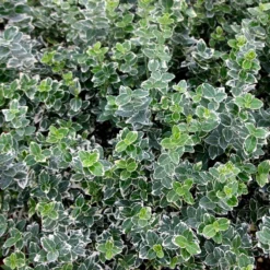 Euonymus Fortunei 'Emerald Gaiety' -Cheap Plants Store pl0000003820 card3 lg