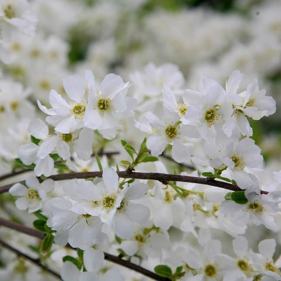 Exochorda × Macrantha 'The Bride' 1 Exochorda × Macrantha 'The Bride'