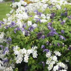 Exochorda × Macrantha 'The Bride' -Cheap Plants Store pl0000003839 card3 lg