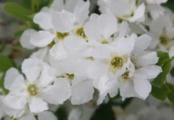 Exochorda × Macrantha 'The Bride' -Cheap Plants Store pl0000003839 card4 lg