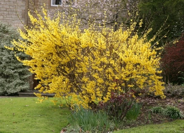 Forsythia × Intermedia 'Lynwood Variety' 2 Forsythia × Intermedia 'Lynwood Variety' - Image 2