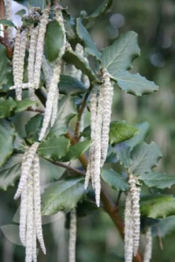 Garrya Elliptica 'James Roof' -Cheap Plants Store pl0000003880 card4 lg