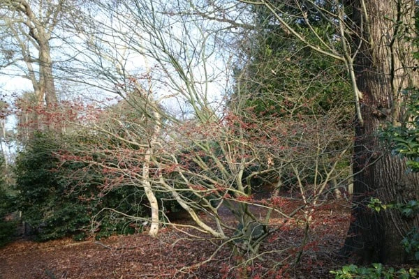 Hamamelis × Intermedia 'Diane' 2 Hamamelis × Intermedia 'Diane' - Image 2