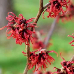 Hamamelis × Intermedia 'Diane' 6 Hamamelis × Intermedia 'Diane' -Cheap Plants Store pl0000003909 card3 lg