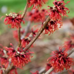 Hamamelis × Intermedia 'Diane' 7 Hamamelis × Intermedia 'Diane' -Cheap Plants Store pl0000003909 card4 lg
