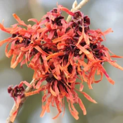 Hamamelis × Intermedia 'Jelena'