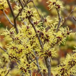 Hamamelis × Intermedia 'Pallida' 6 Hamamelis × Intermedia 'Pallida' -Cheap Plants Store pl0000003912 card3 lg