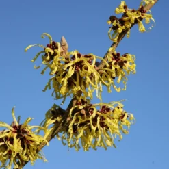 Hamamelis × Intermedia 'Pallida' 7 Hamamelis × Intermedia 'Pallida' -Cheap Plants Store pl0000003912 card4 lg