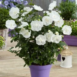 Hibiscus Syriacus White Chiffon ('Notwoodtwo') (PBR) (Chiffon Series) -Cheap Plants Store pl0000003953 card3 lg