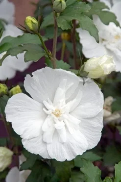 Hibiscus Syriacus White Chiffon ('Notwoodtwo') (PBR) (Chiffon Series) -Cheap Plants Store pl0000003953 card5 lg