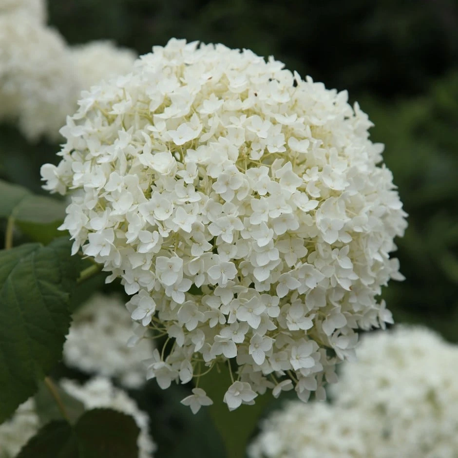 Hydrangea Arborescens 'Annabelle' 1 Hydrangea Arborescens 'Annabelle'