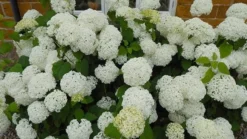 Hydrangea Arborescens 'Annabelle' 19 Hydrangea Arborescens 'Annabelle' -Cheap Plants Store pl0000003968 card10 lg