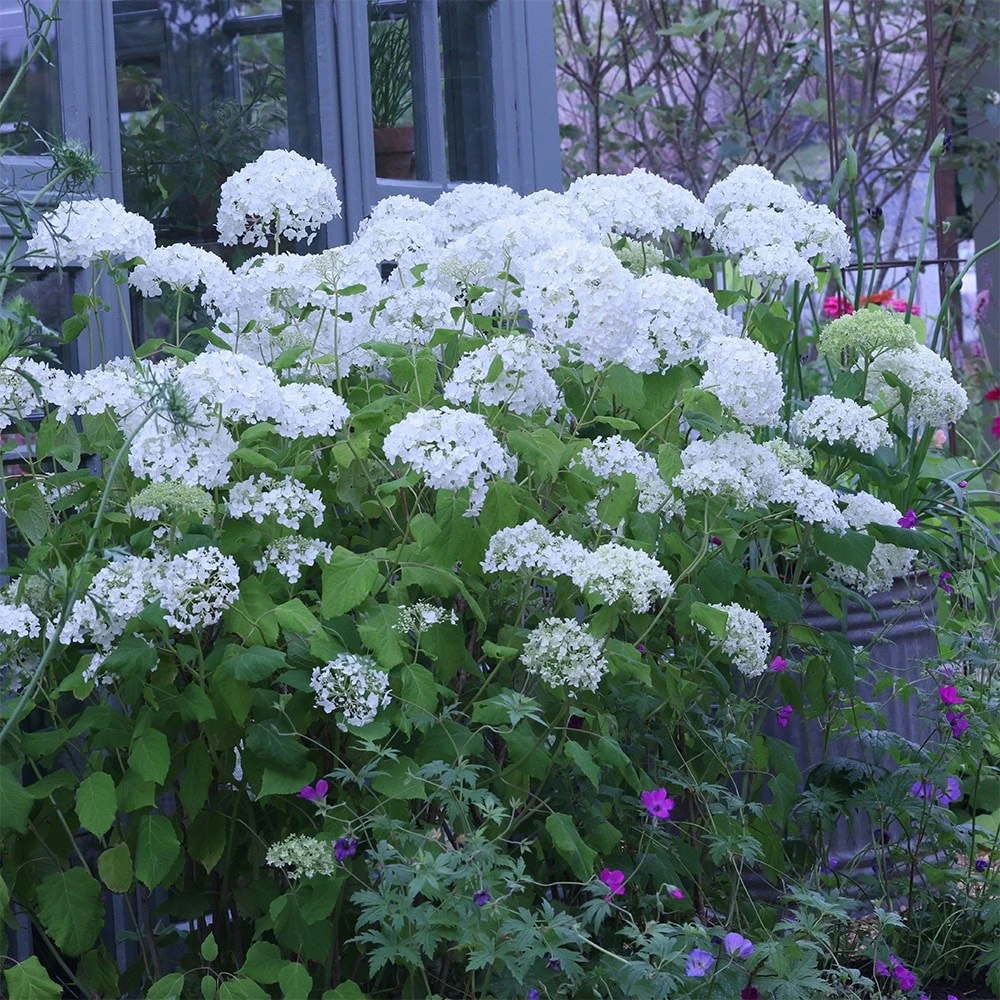Hydrangea Arborescens 'Annabelle' 2 Hydrangea Arborescens 'Annabelle' - Image 2