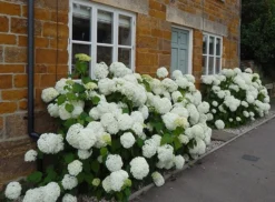 Hydrangea Arborescens 'Annabelle' 12 Hydrangea Arborescens 'Annabelle' -Cheap Plants Store pl0000003968 card3 lg