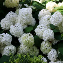 Hydrangea Arborescens 'Annabelle' 13 Hydrangea Arborescens 'Annabelle' -Cheap Plants Store pl0000003968 card4 lg