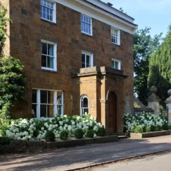 Hydrangea Arborescens 'Annabelle' 14 Hydrangea Arborescens 'Annabelle' -Cheap Plants Store pl0000003968 card5 lg