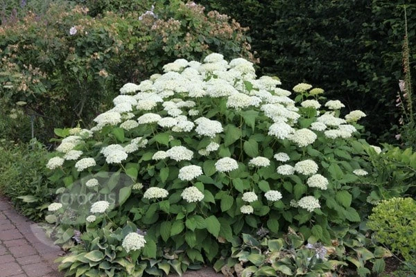Hydrangea Arborescens 'Annabelle' 6 Hydrangea Arborescens 'Annabelle' - Image 6