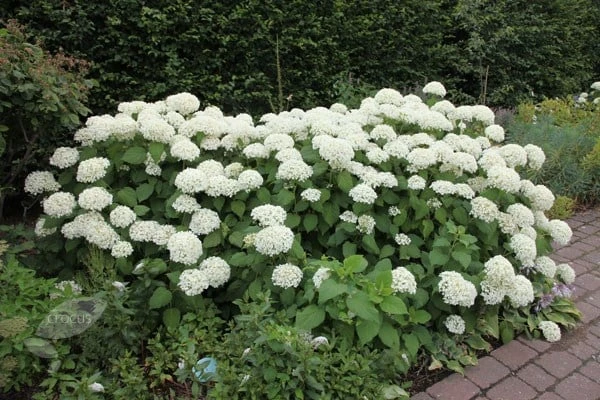 Hydrangea Arborescens 'Annabelle' 7 Hydrangea Arborescens 'Annabelle' - Image 7