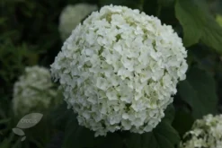 Hydrangea Arborescens 'Annabelle' 17 Hydrangea Arborescens 'Annabelle' -Cheap Plants Store pl0000003968 card8 lg